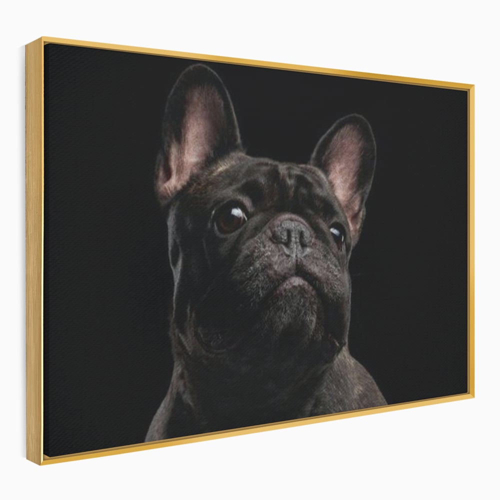 Tablou canvas cu tablou canvas cu bulldog in umbra, in rama de aluminiu auriu